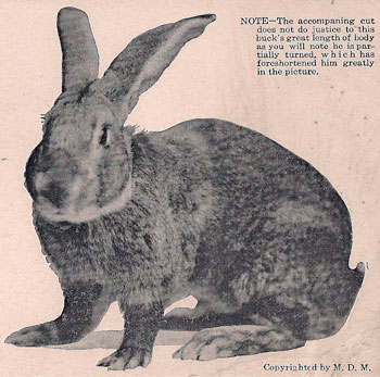 The bunny MacVicar Clansman