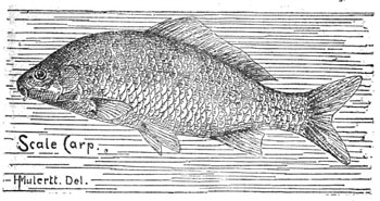 German/scale/common carp: The German or common carp was the variety most widely spread in Michigan.