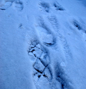 The Chronicle found this example of a YakTrax footprint in the wild just outside its offices. 