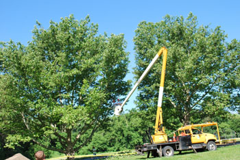 Tree Trimming to separate canopies