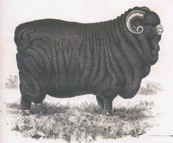 The ideal merino possessed a wrinkly skin affording maximum surface area for its top-quality wool.